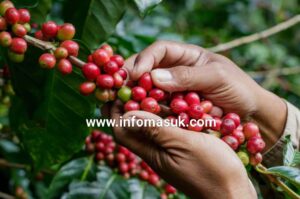 Kementan siapkan lahan 99.500 Hektar Lahan Baru untuk kopi, Mimpi Besar atau Ancaman Tersembunyi?